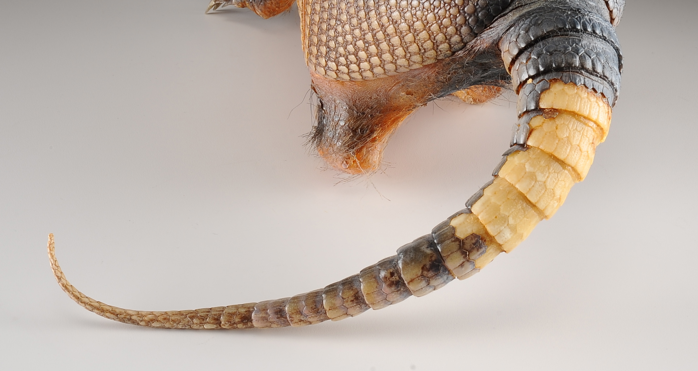 Armadillo Taxidermy