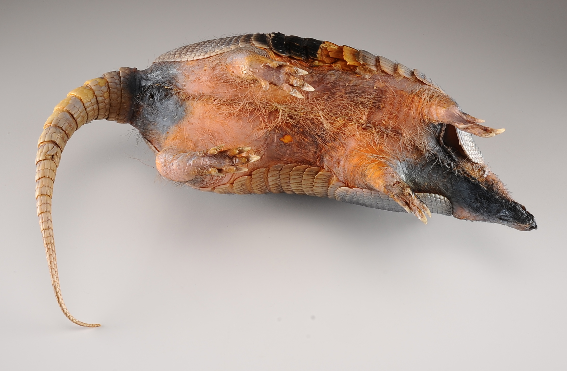 Armadillo Taxidermy