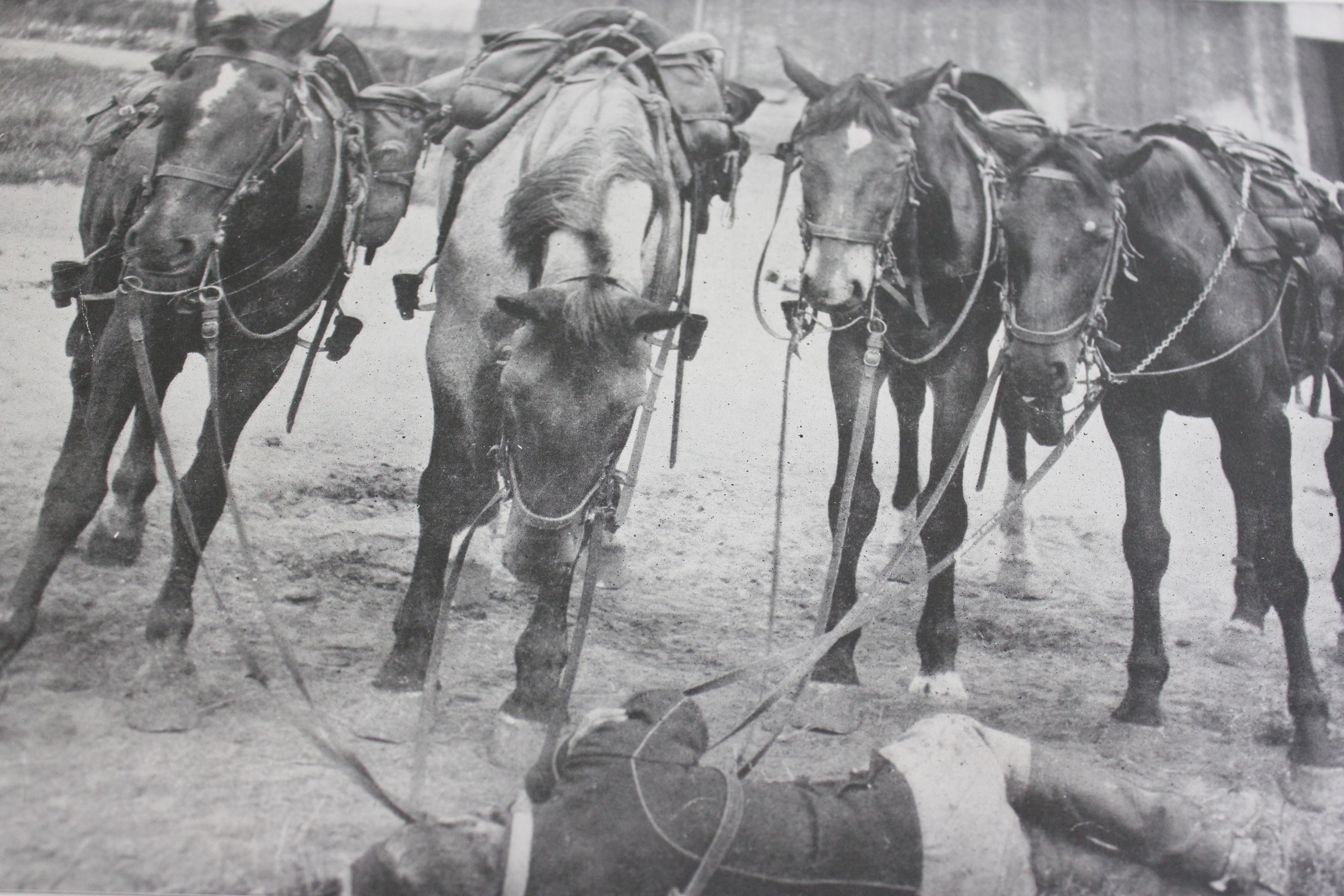 "WW I Collier's Photographic History of the European War"
