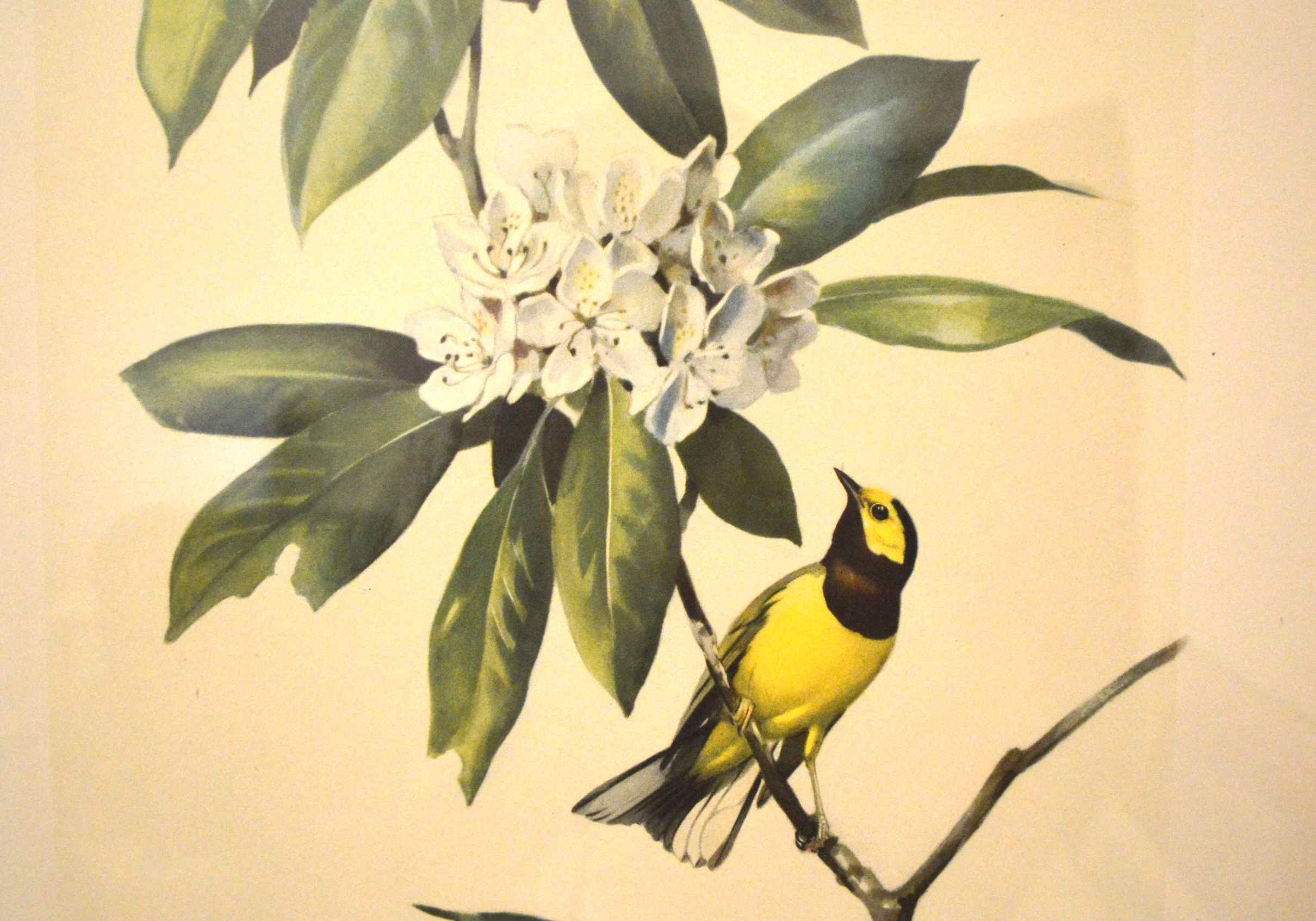 Two Bird Prints by Roger Tory Peterson