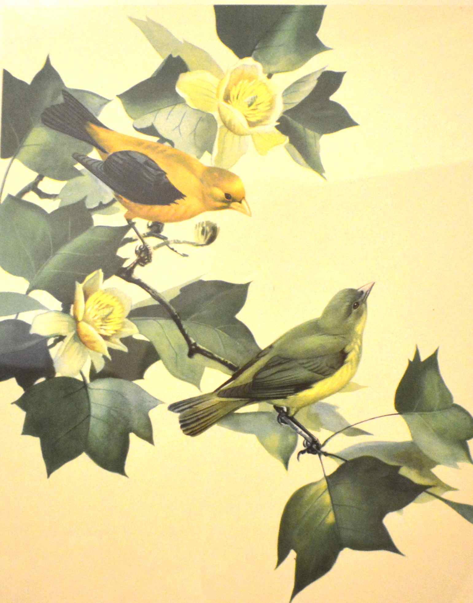 Two Bird Prints by Roger Tory Peterson