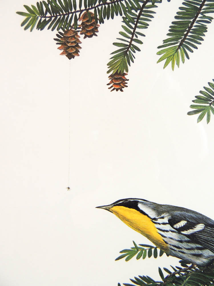 Pair of Ray Harm Signed Warbler Prints