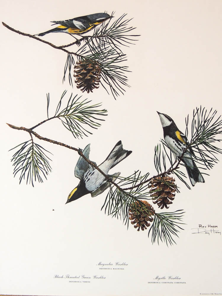 Pair of Ray Harm Signed Warbler Prints