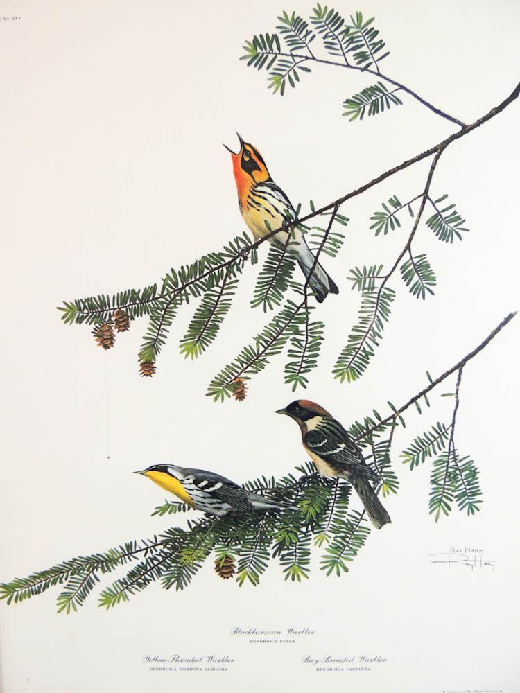 Pair of Ray Harm Signed Warbler Prints