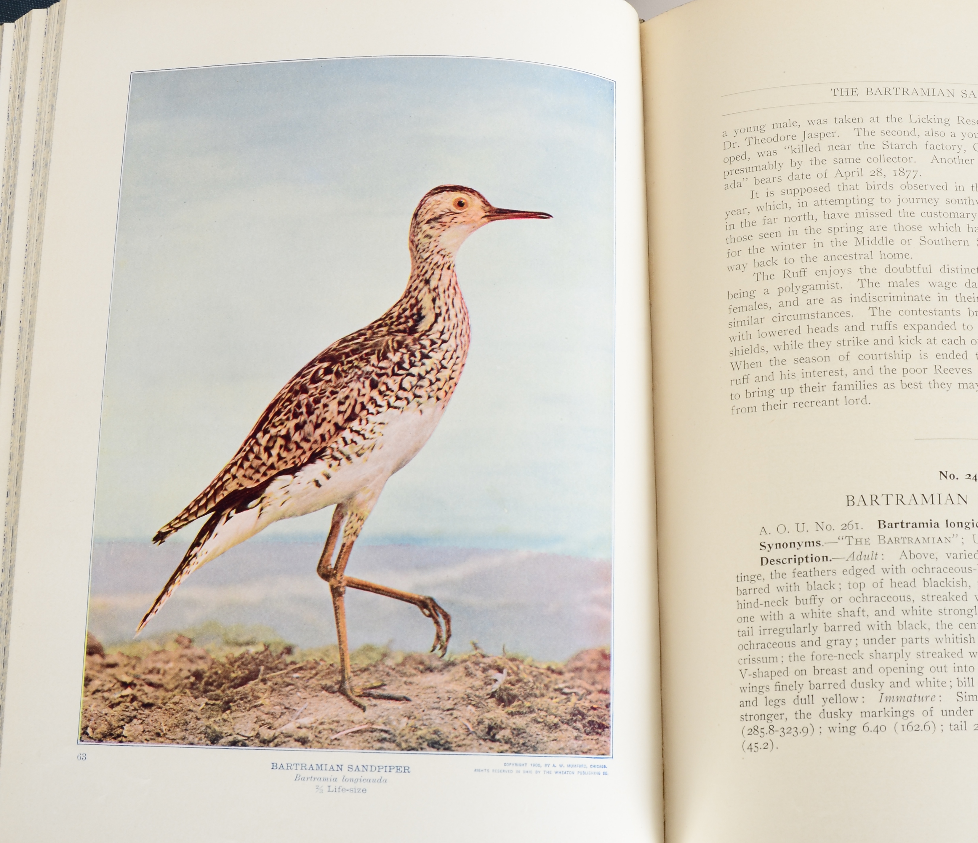 Eclectic Selection of Vintage Books