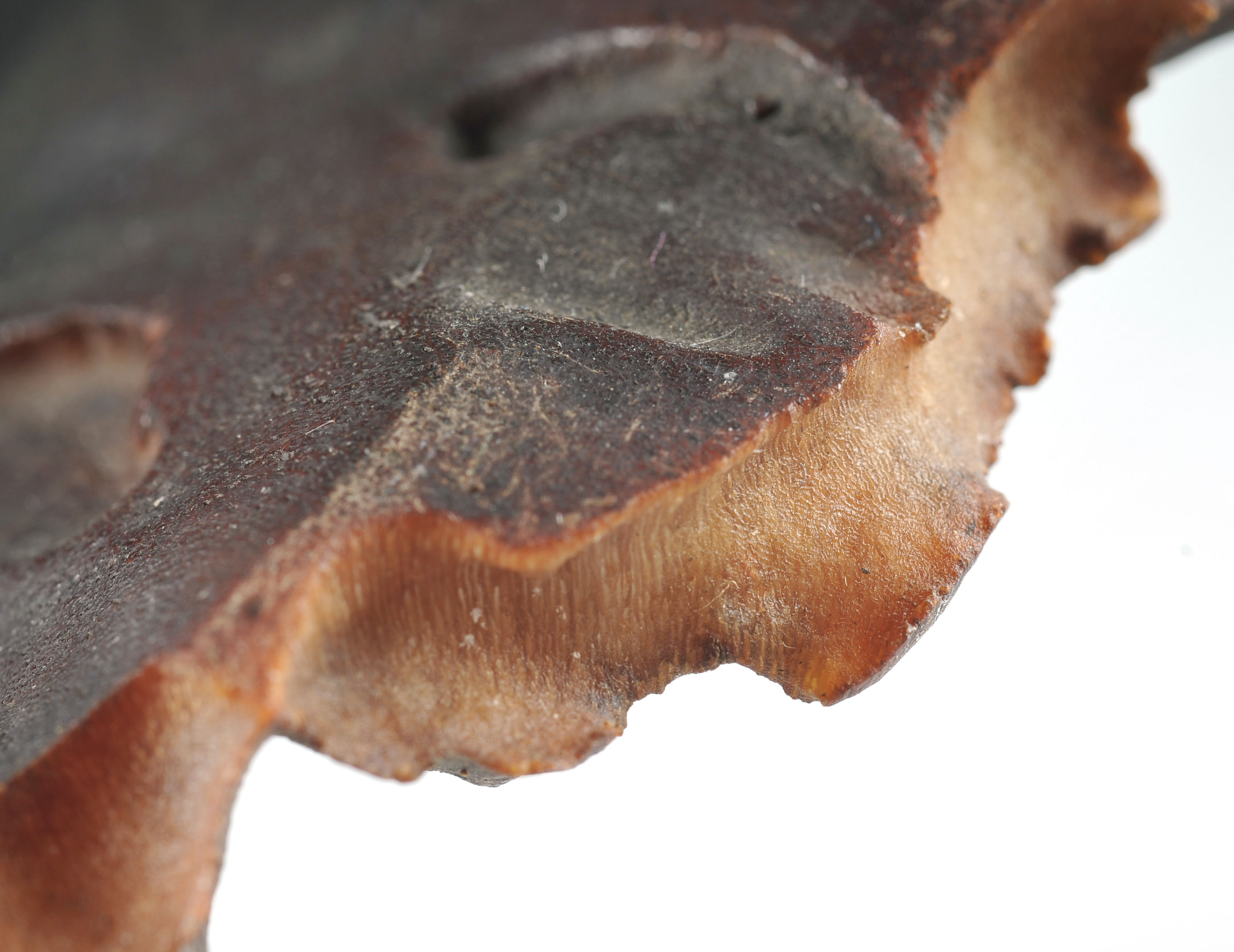 Fine 17th Century Chinese Rhinoceros Horn Libation Cup