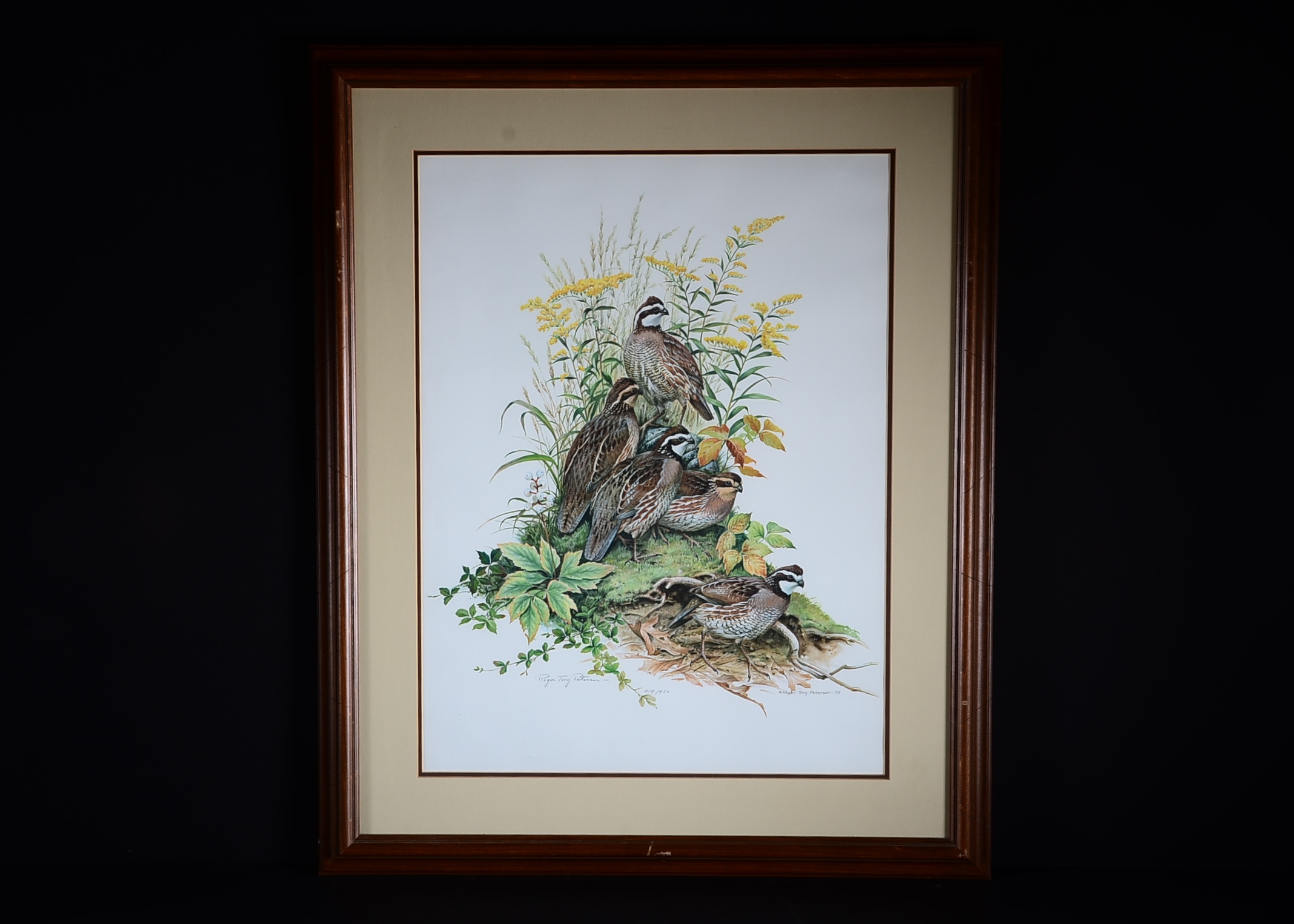 Pencil Signed and Numbered Roger Tory Peterson Print Titled "Bob-White"