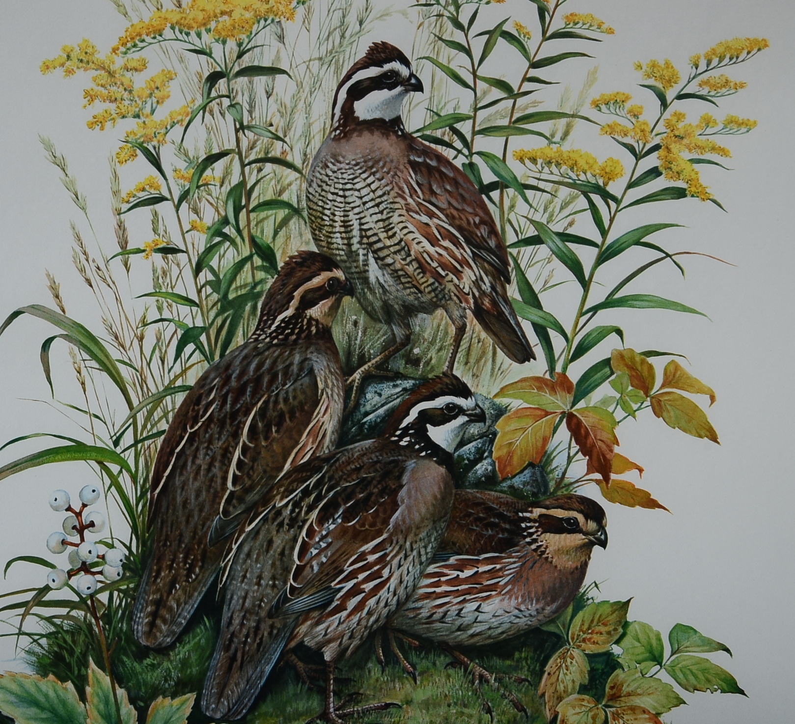 Pencil Signed and Numbered Roger Tory Peterson Print Titled "Bob-White"