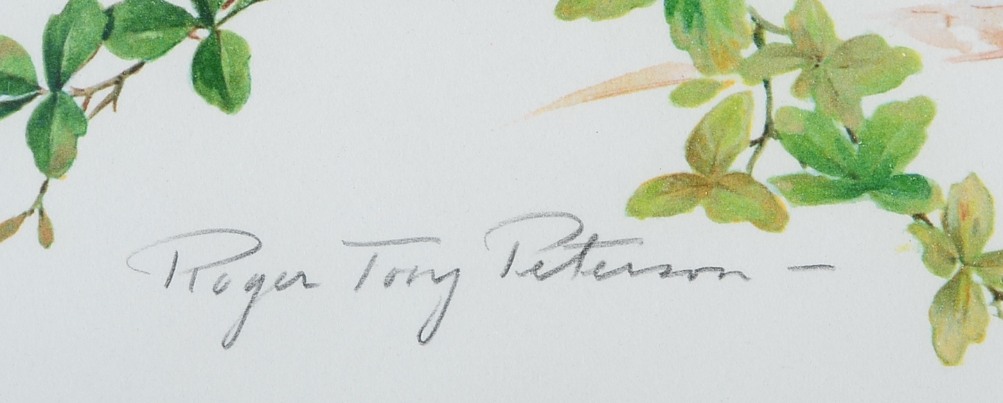 Pencil Signed and Numbered Roger Tory Peterson Print Titled "Bob-White"