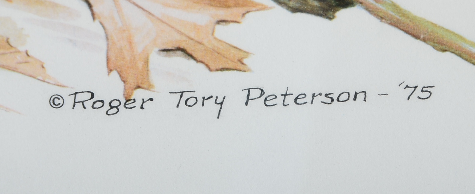 Pencil Signed and Numbered Roger Tory Peterson Print Titled "Bob-White"