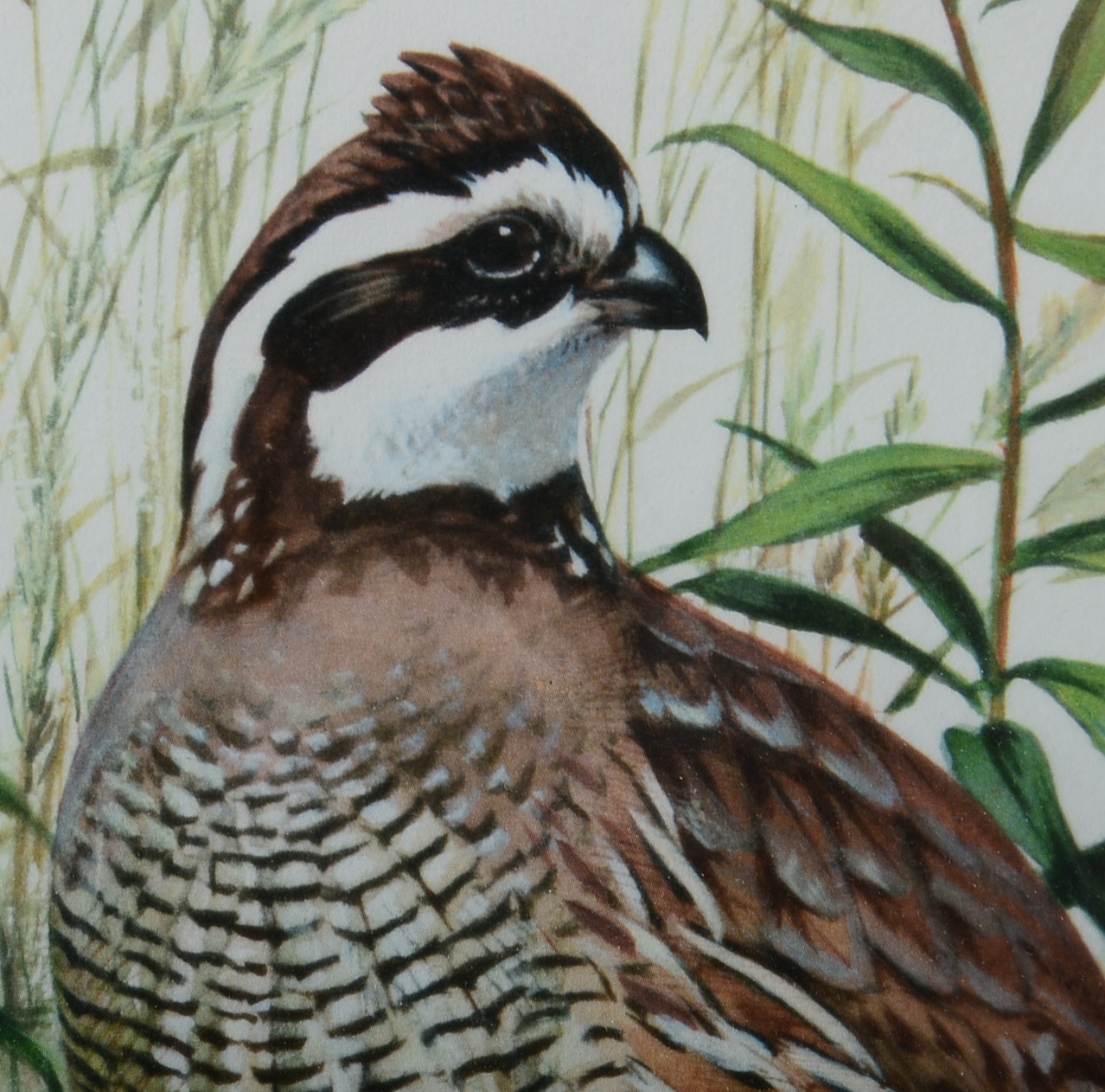 Pencil Signed and Numbered Roger Tory Peterson Print Titled "Bob-White"