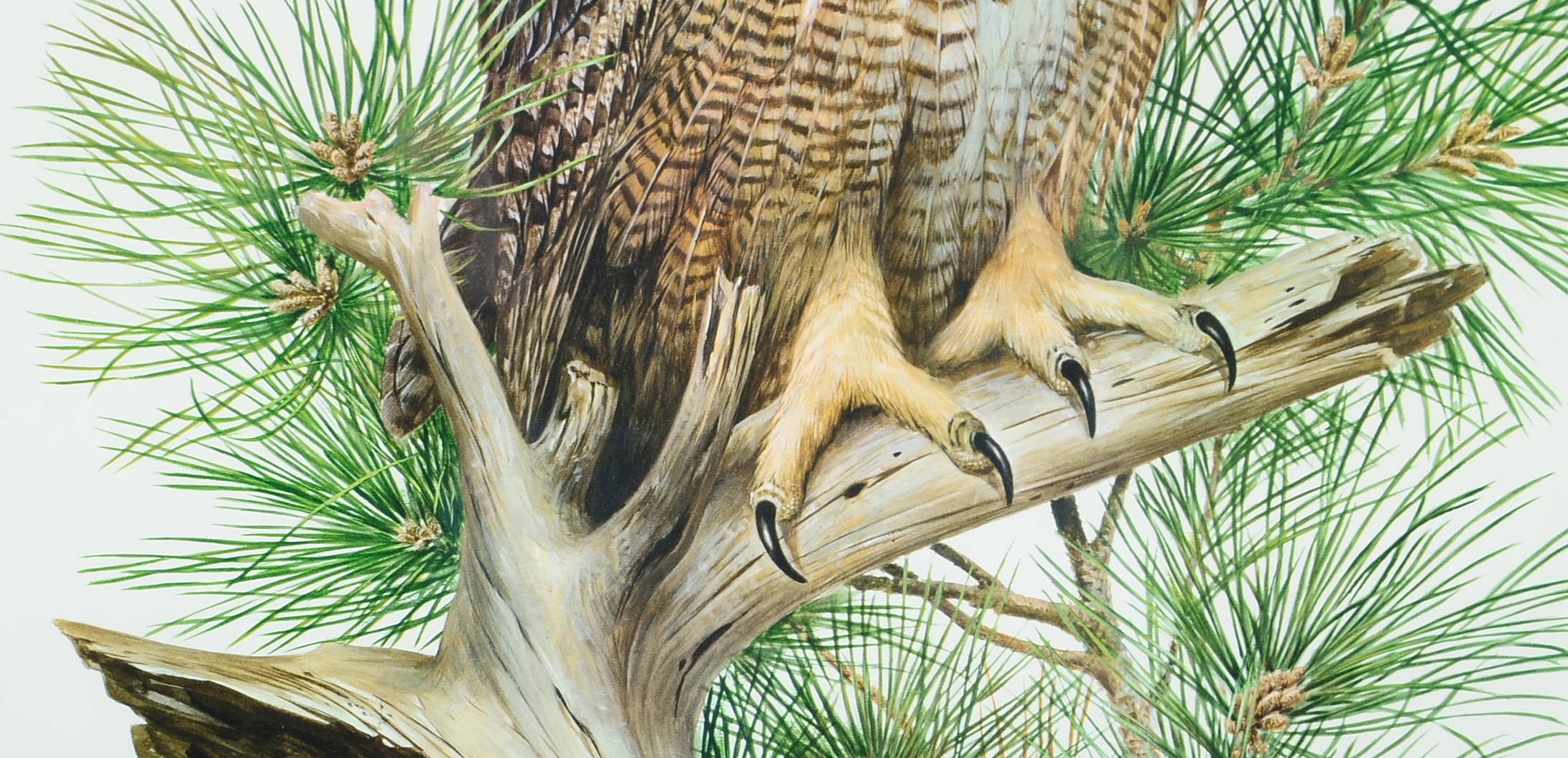 Pencil Signed and Numbered Roger Tory Peterson Print Titled "Great Horned Owl"
