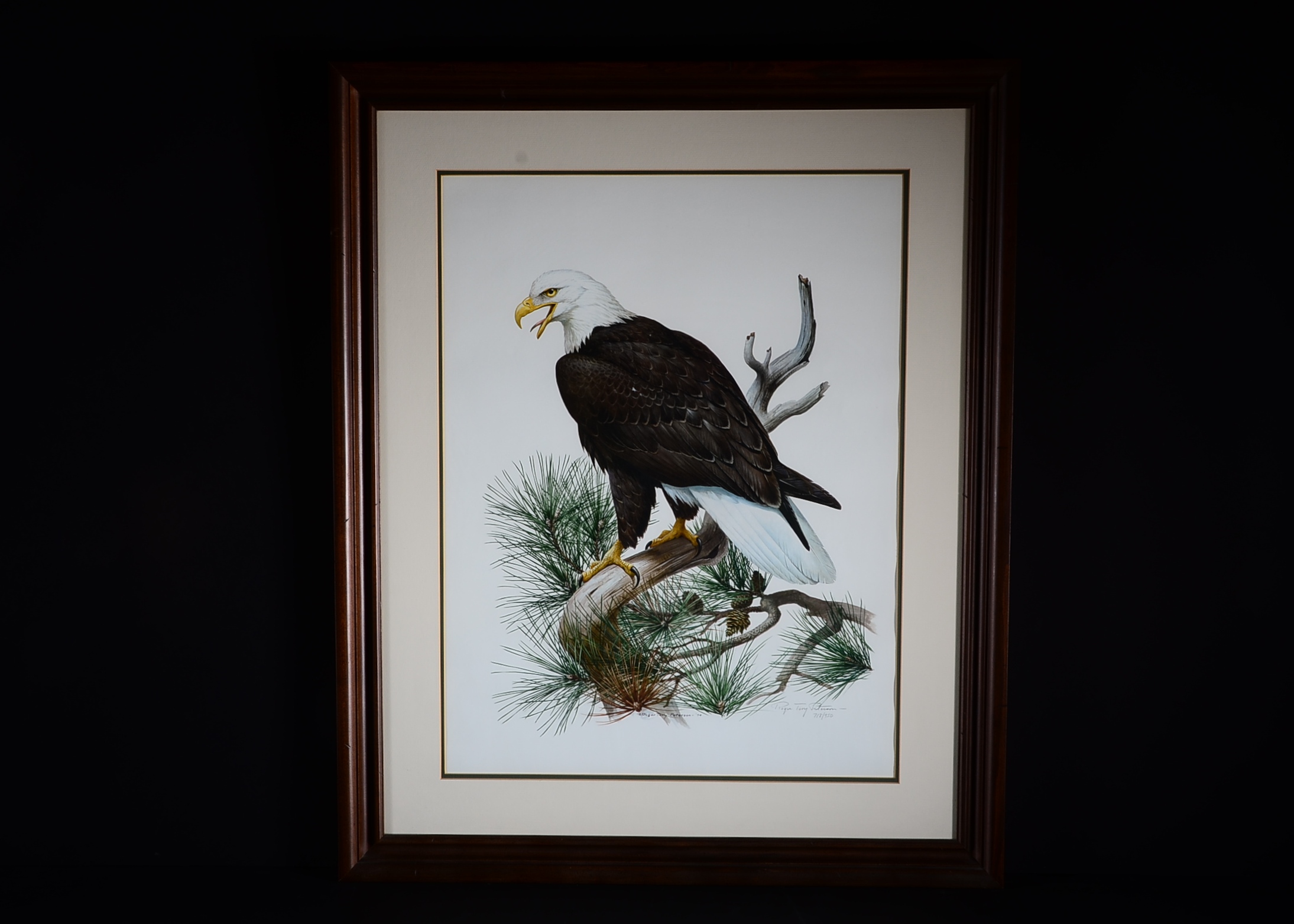 Pencil Signed and Numbered Roger Tory Peterson Print Titled "Bald Eagle"