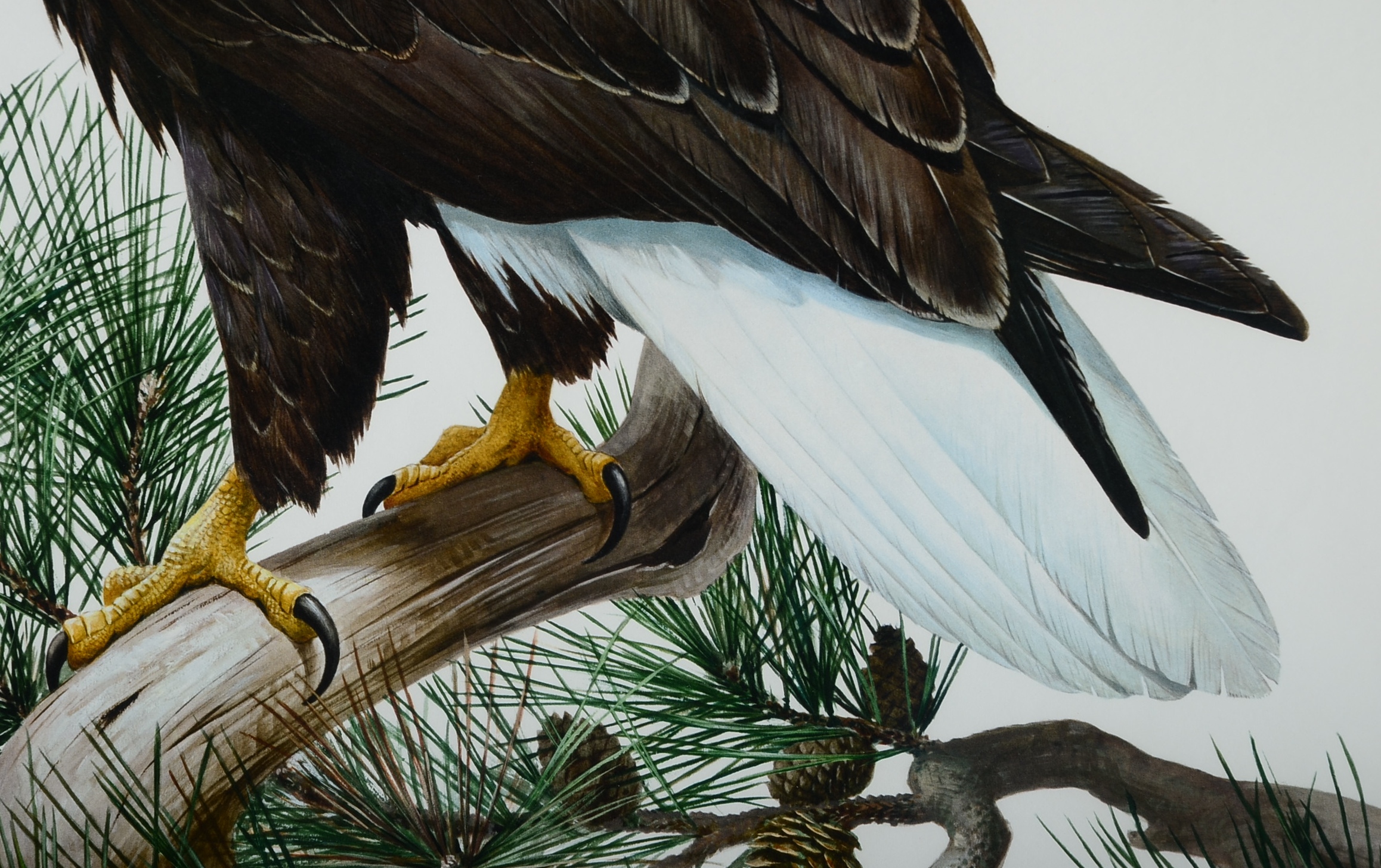 Pencil Signed and Numbered Roger Tory Peterson Print Titled "Bald Eagle"