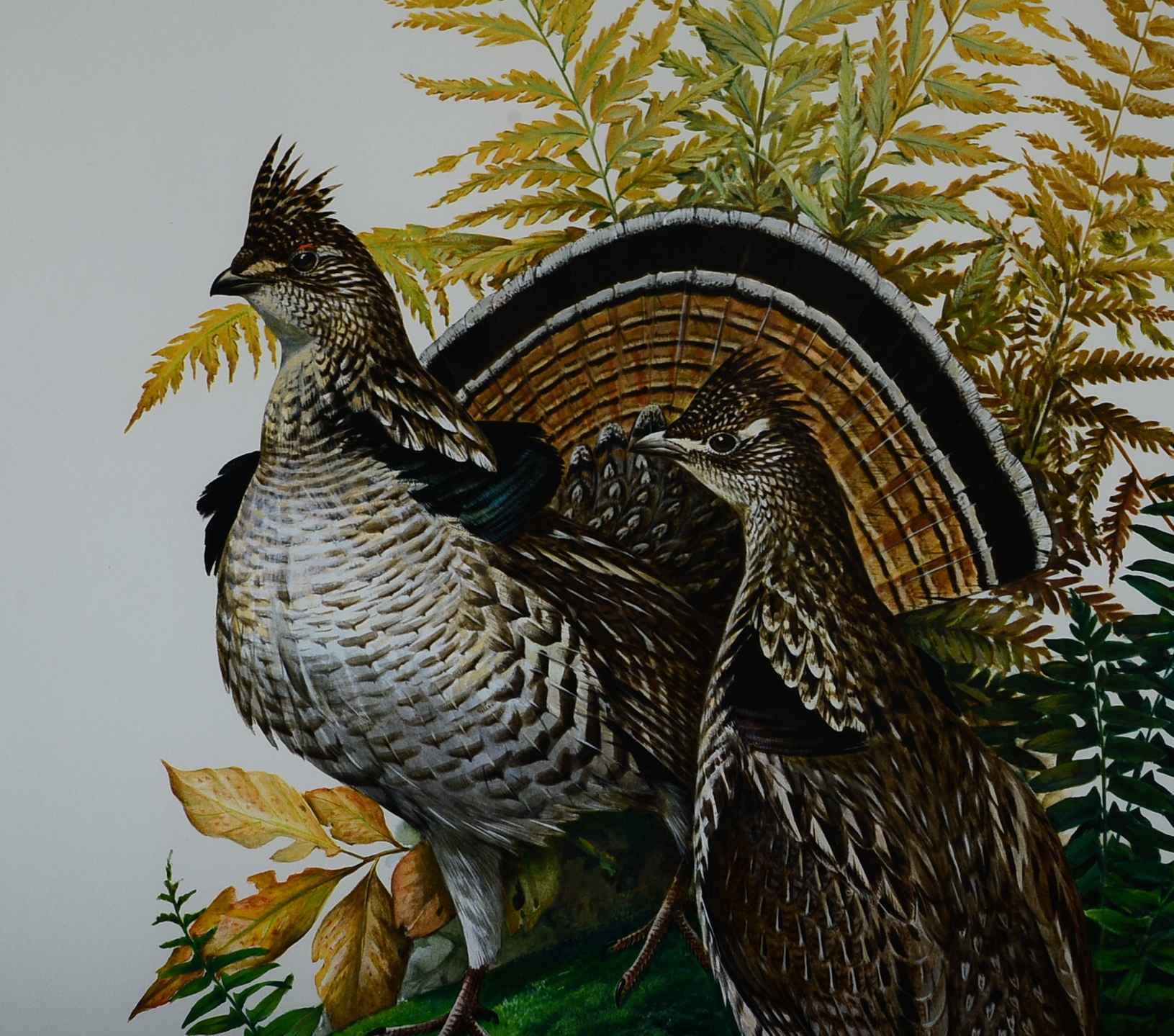 Pencil Signed and Numbered Roger Tory Peterson Print, Titled "Ruffed Grouse"