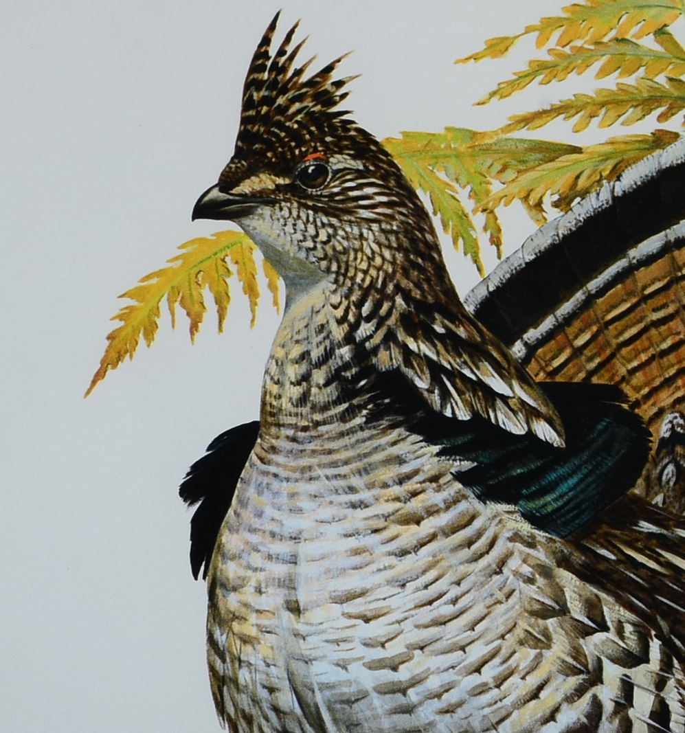 Pencil Signed and Numbered Roger Tory Peterson Print, Titled "Ruffed Grouse"