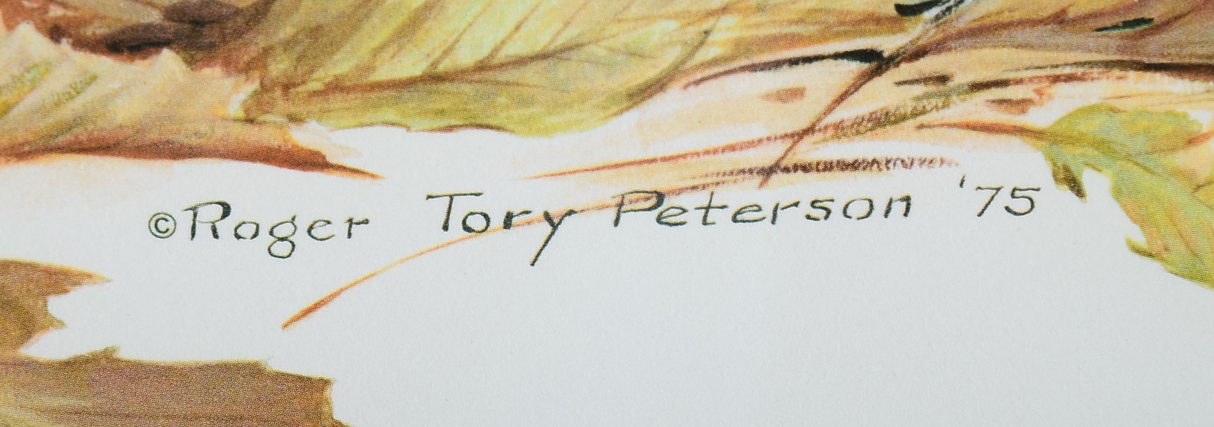 Pencil Signed and Numbered Roger Tory Peterson Print, Titled "Ruffed Grouse"