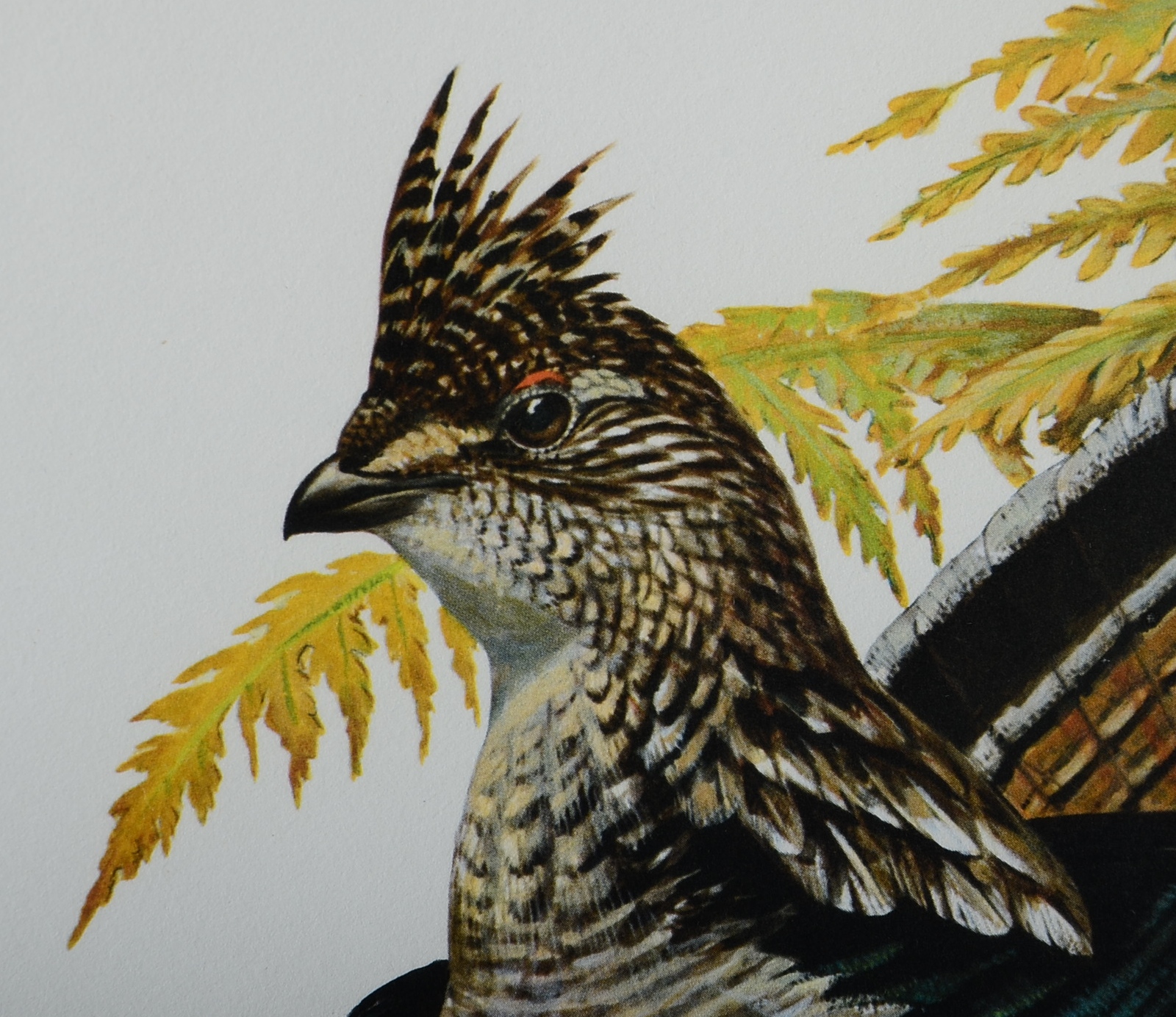 Pencil Signed and Numbered Roger Tory Peterson Print, Titled "Ruffed Grouse"