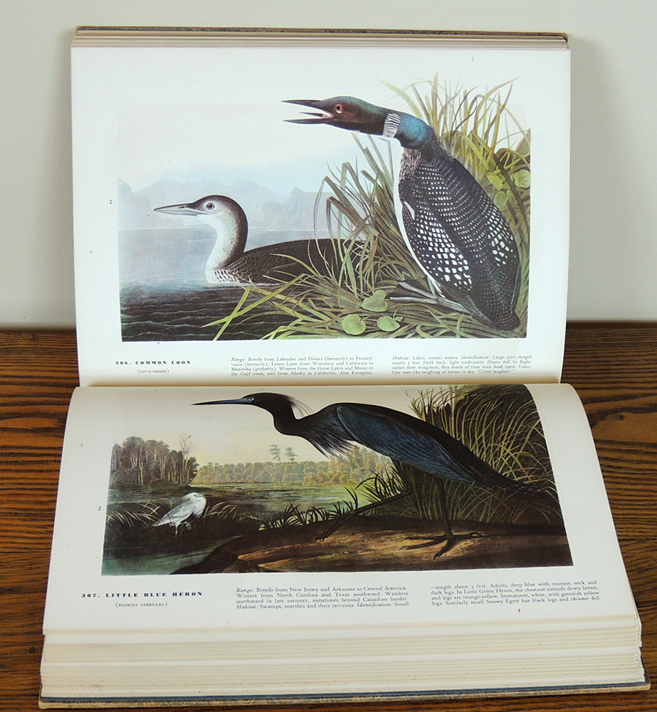 1937 Audubon "Birds of America Book" with Beautiful Color Illustrations