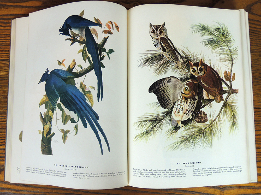 1937 Audubon "Birds of America Book" with Beautiful Color Illustrations
