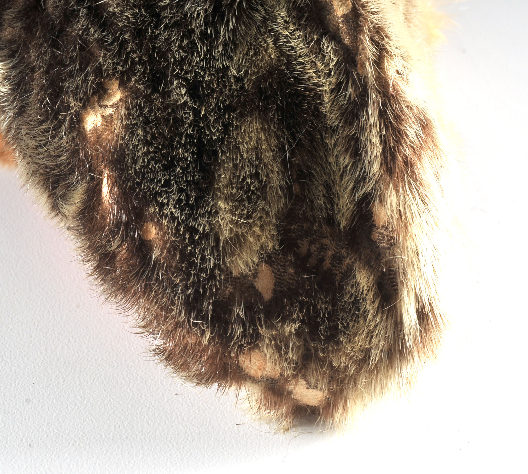 Beaded Inuit Sealskin Moccasins 