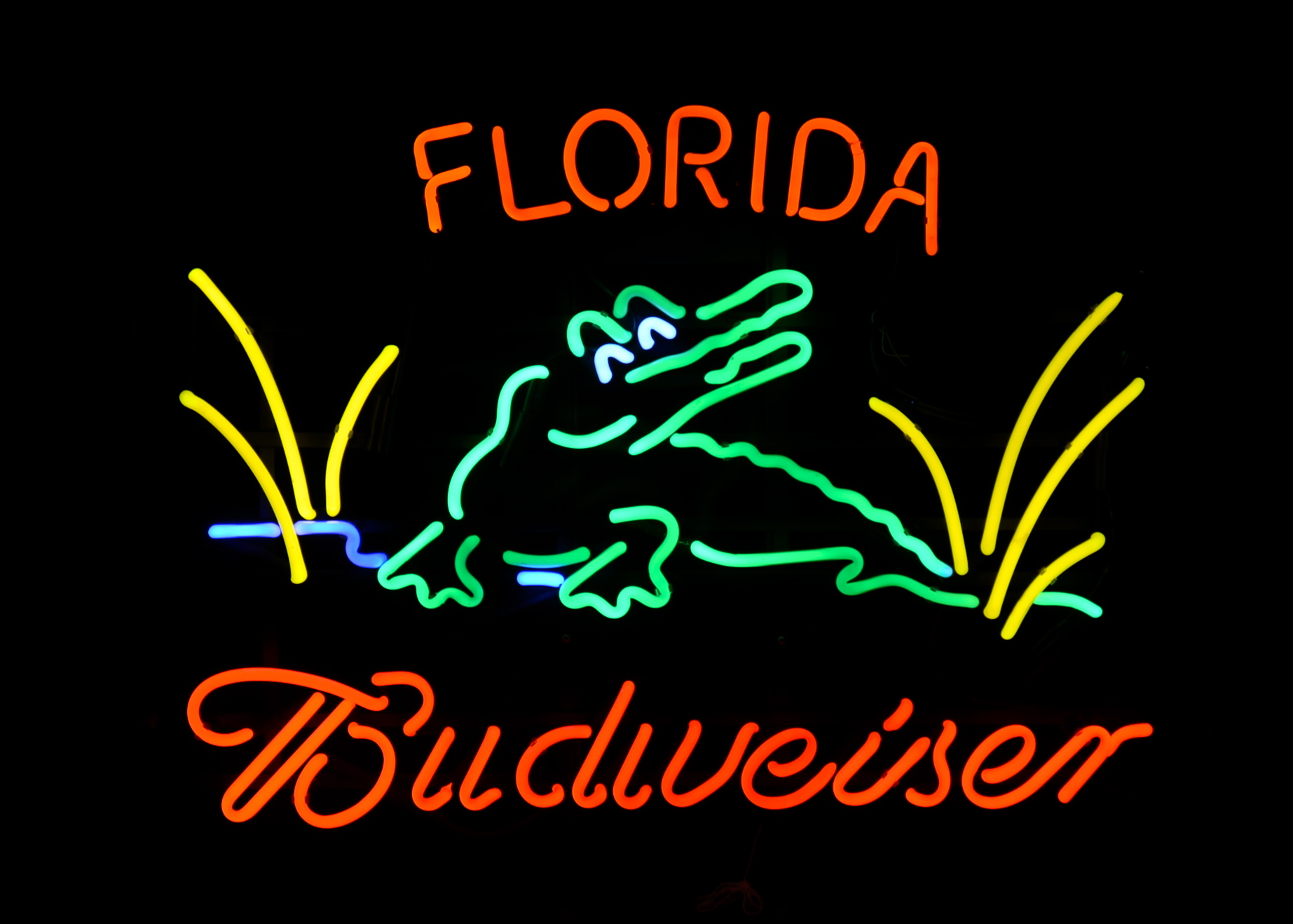 Stunning University of Florida/Budweiser "Gator" Neon Sign