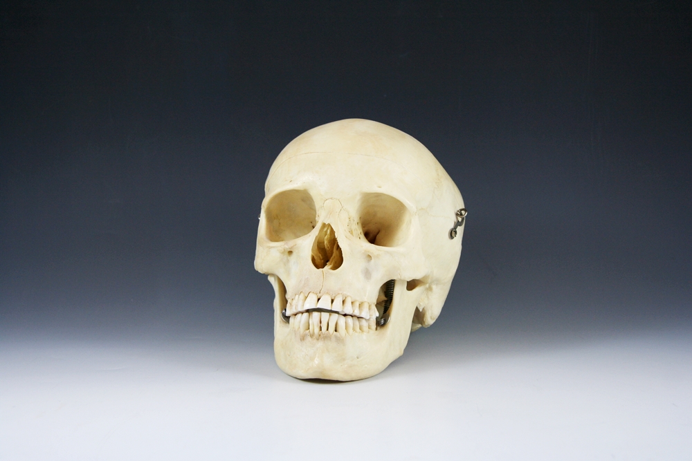 Authentic Human Medical Skull