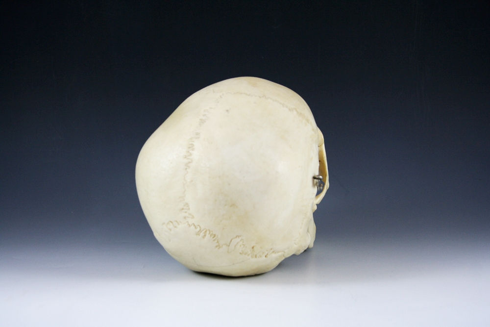 Authentic Human Medical Skull