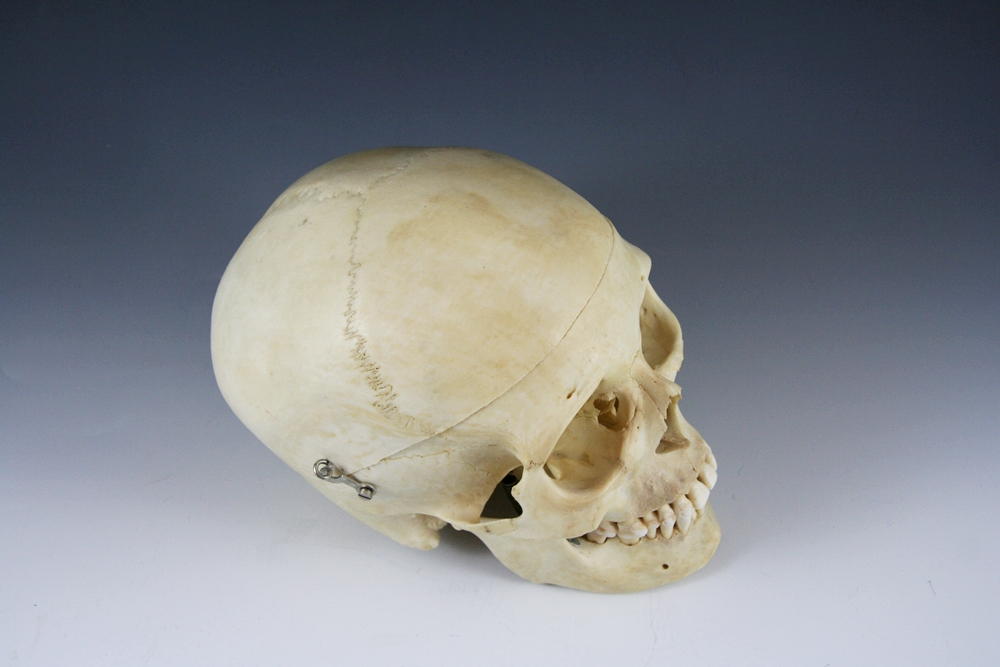 Authentic Human Medical Skull