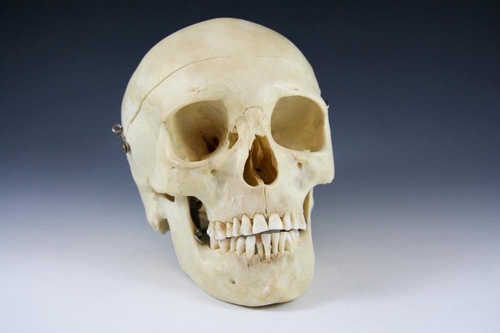 Authentic Human Medical Skull