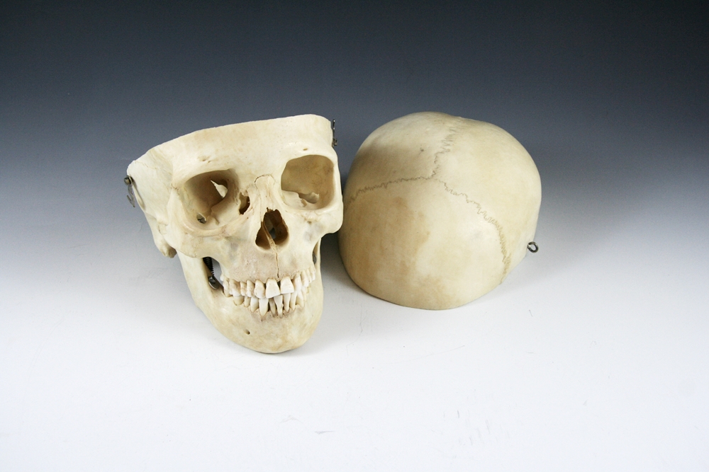 Authentic Human Medical Skull