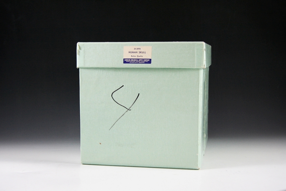 Authentic Human Medical Skull