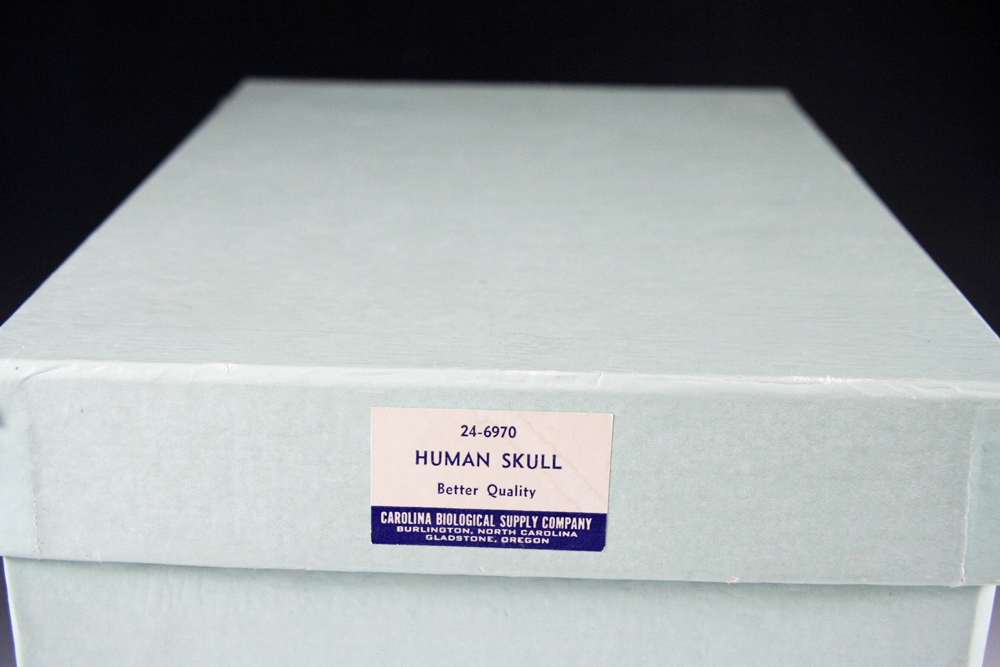 Authentic Human Medical Skull