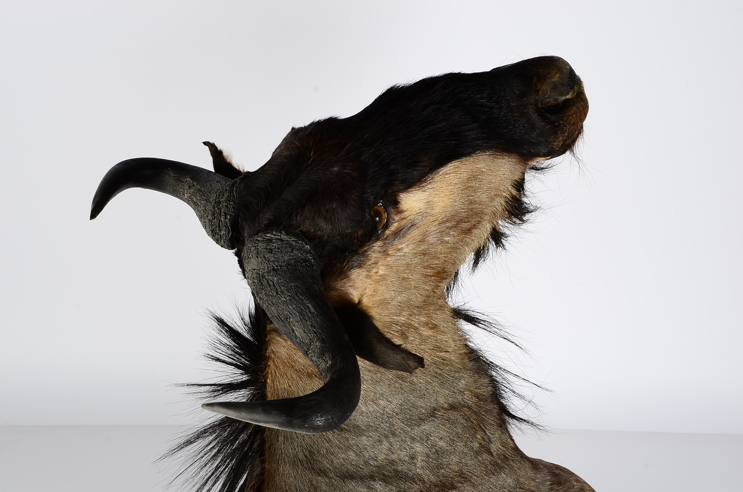 Mounted African Blue Wildebeest Taxidermy Head