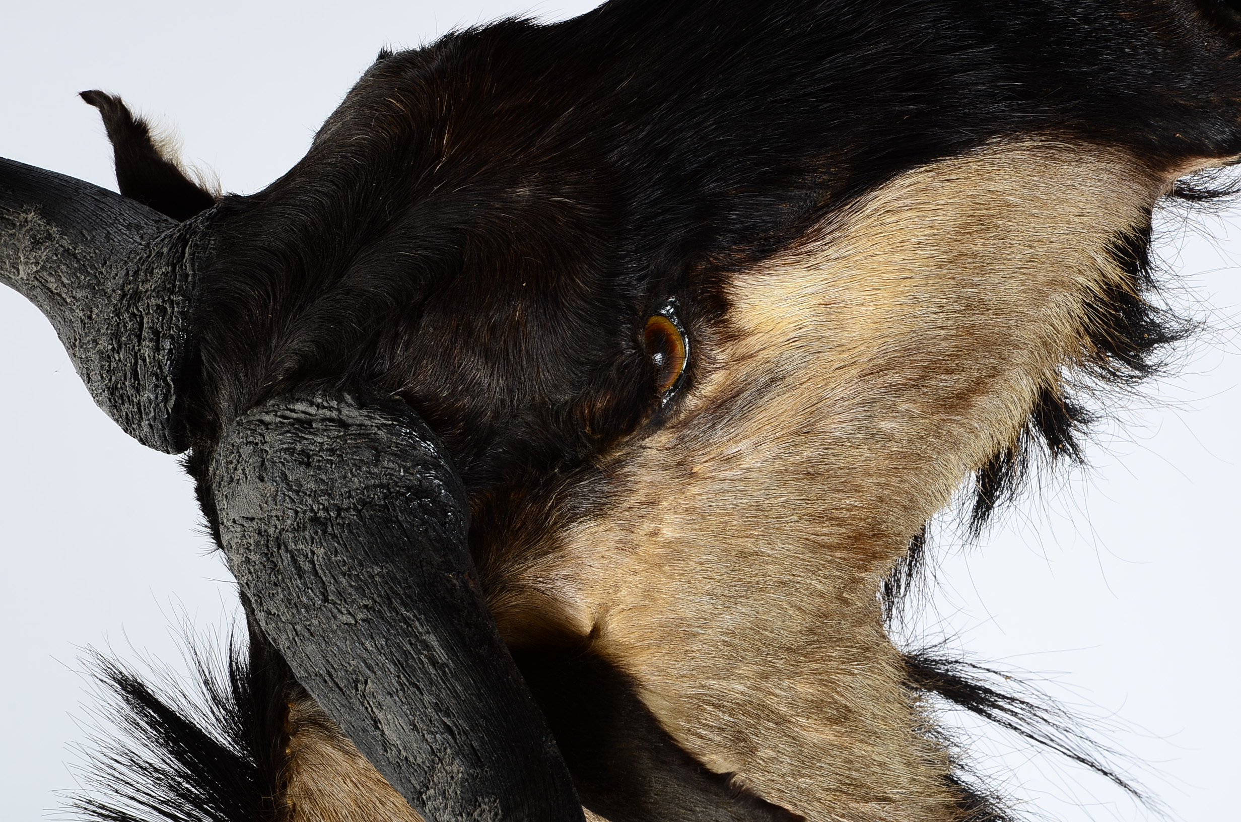 Mounted African Blue Wildebeest Taxidermy Head