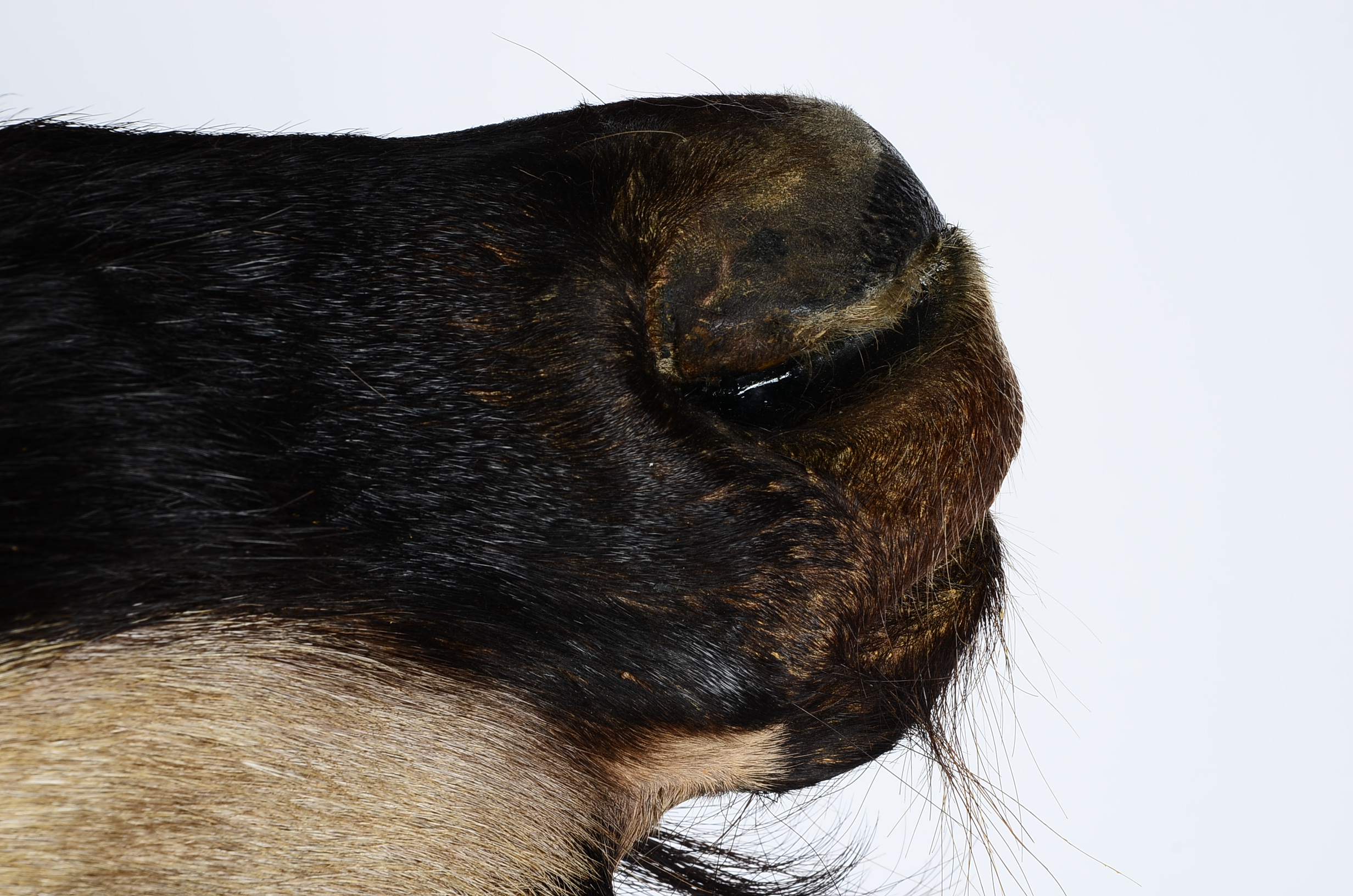 Mounted African Blue Wildebeest Taxidermy Head
