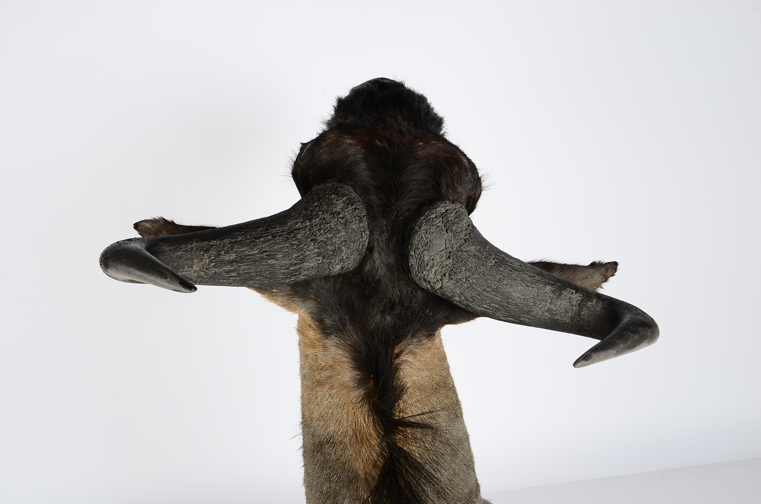 Mounted African Blue Wildebeest Taxidermy Head