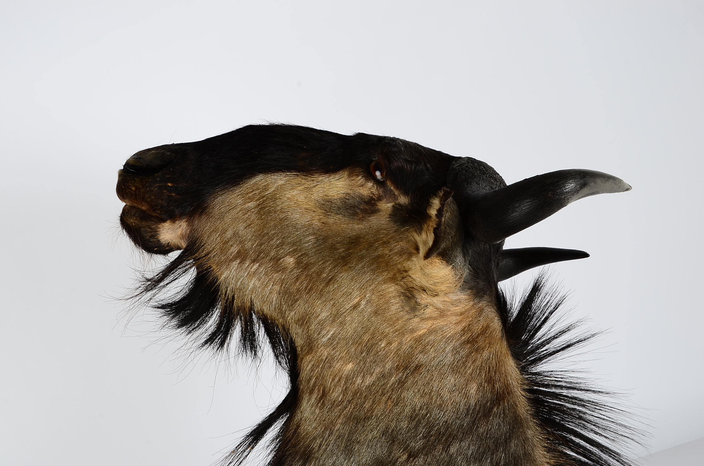 Mounted African Blue Wildebeest Taxidermy Head