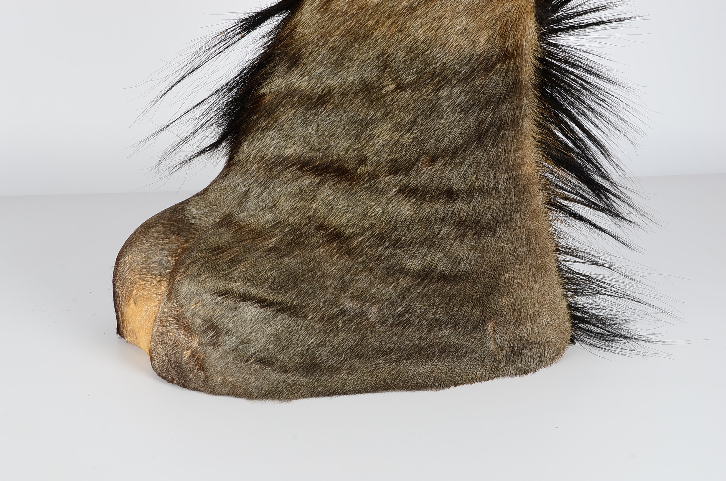 Mounted African Blue Wildebeest Taxidermy Head