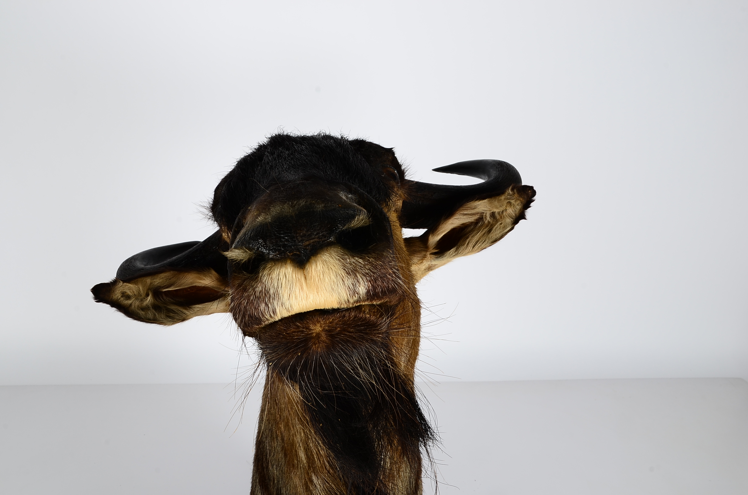 Mounted African Blue Wildebeest Taxidermy Head