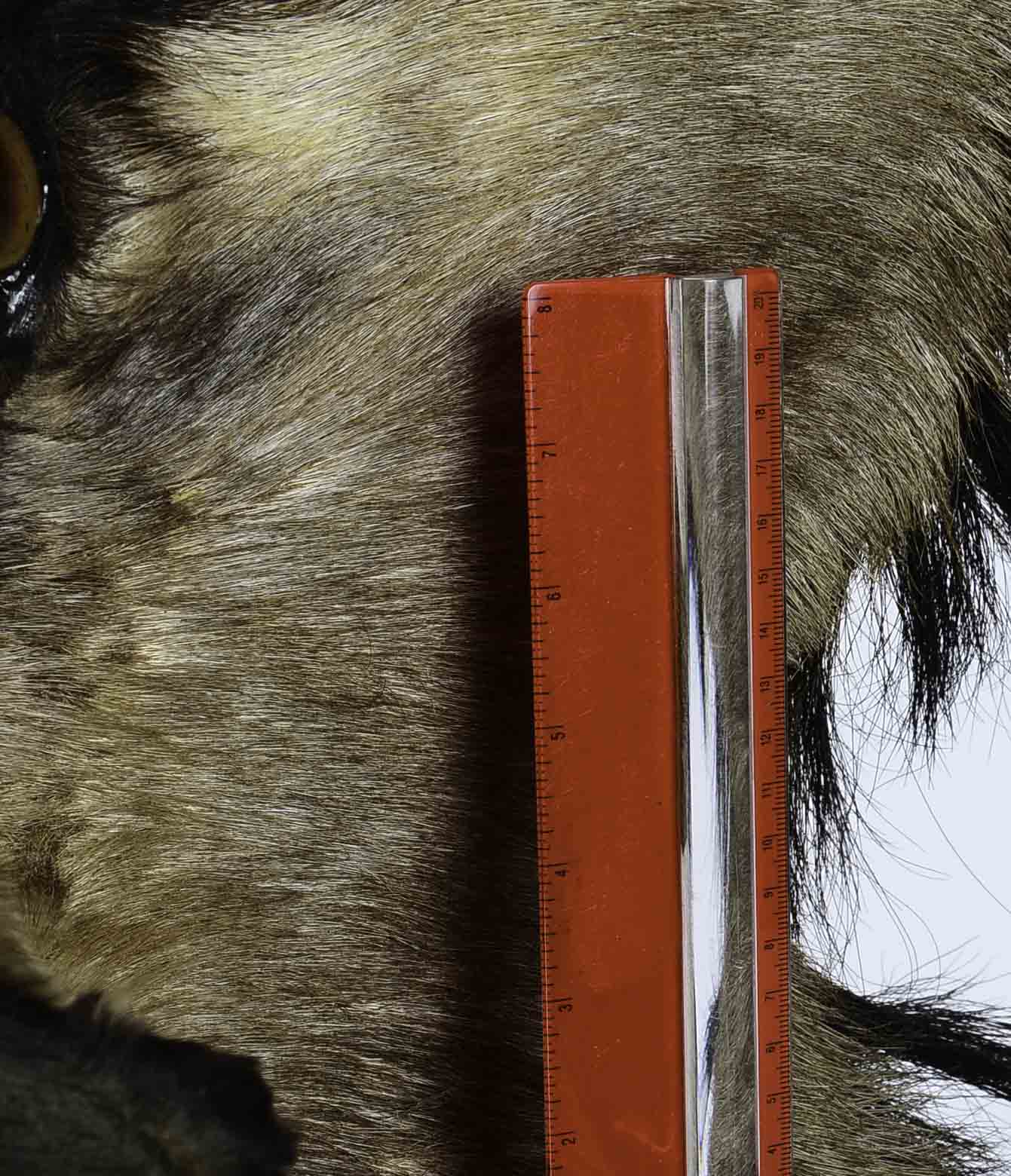 Mounted African Blue Wildebeest Taxidermy Head