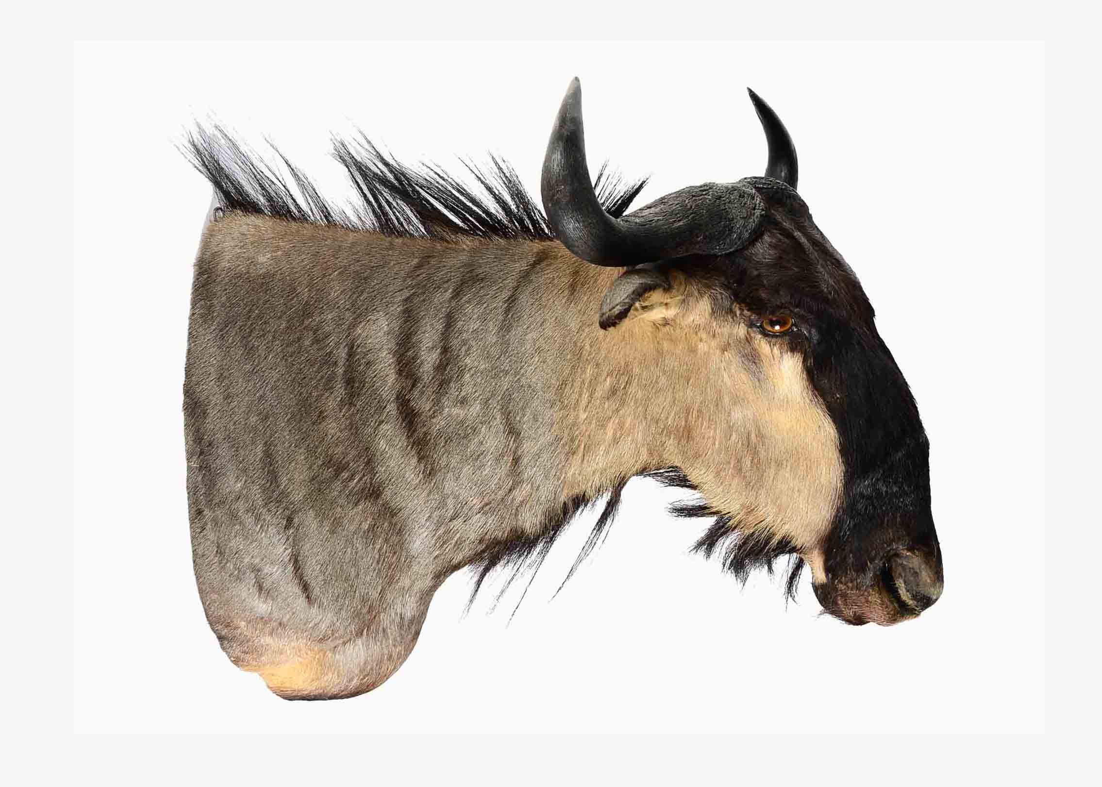 Mounted African Blue Wildebeest Taxidermy Head
