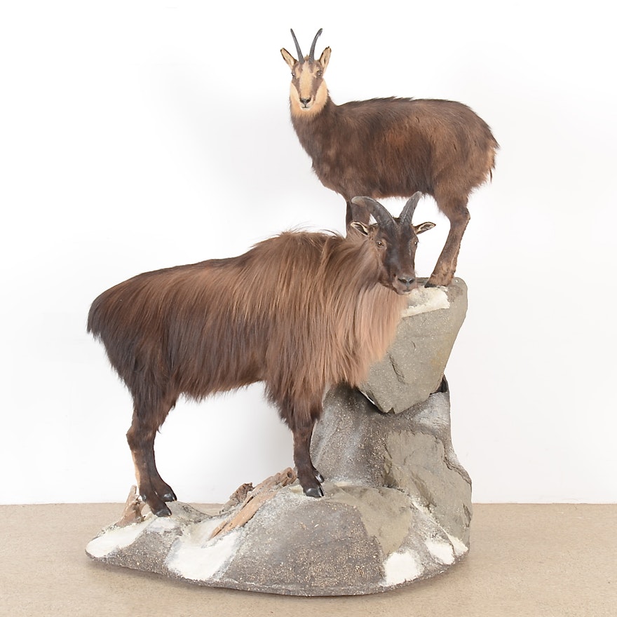 Himalayan Tahr Double Mounted Taxidermy Display