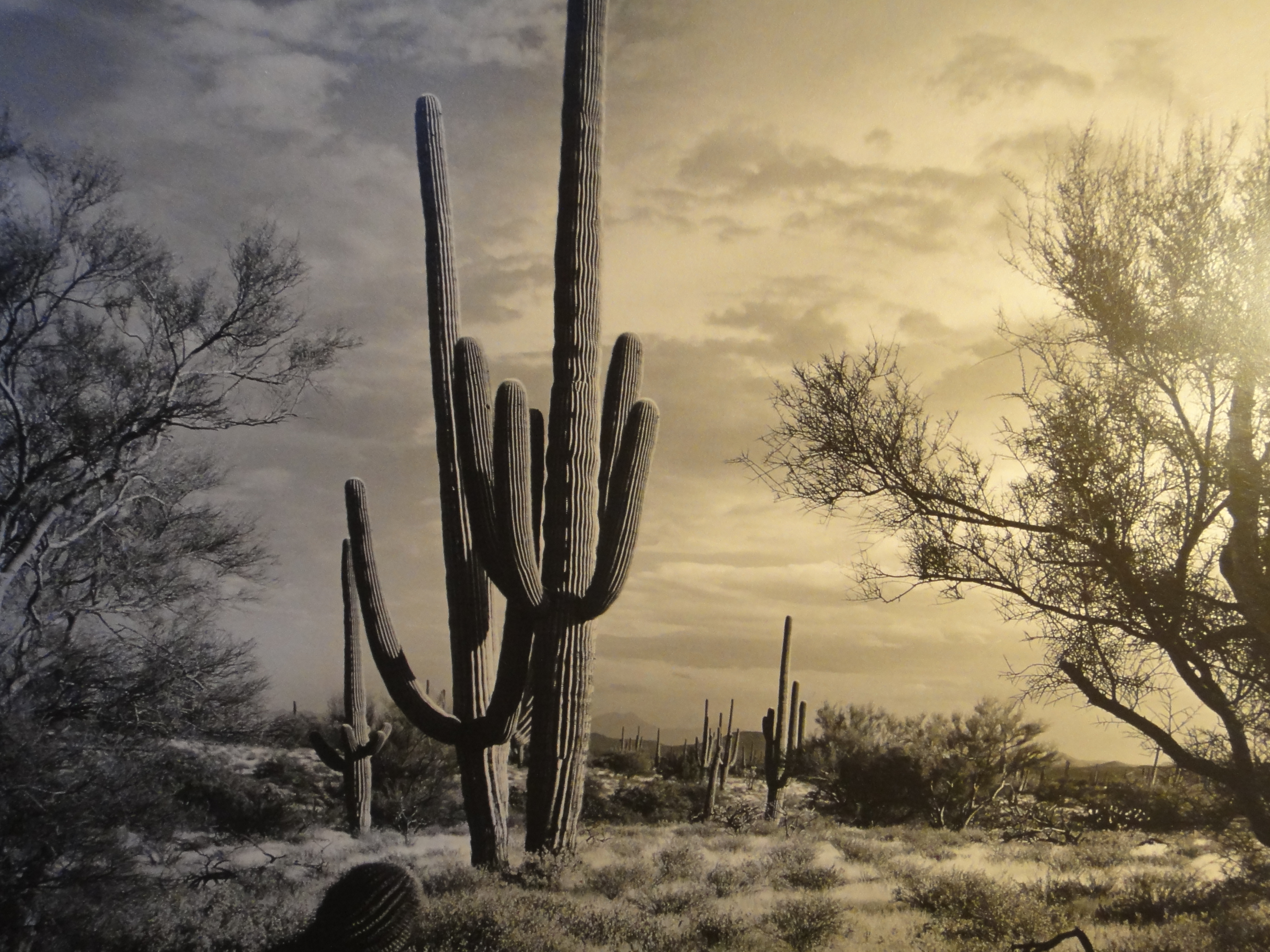 Five Large Framed Photographs