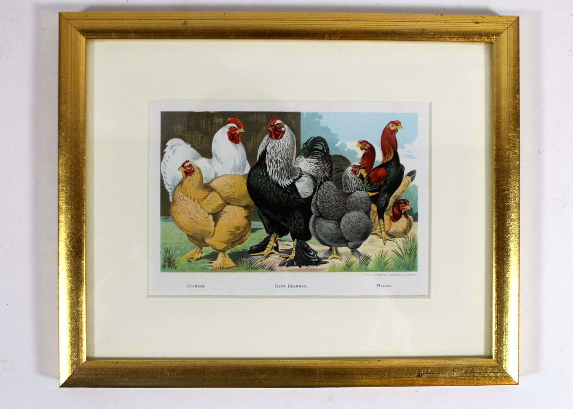 Two Antique Framed Cassell Lithographs of Famous Chickens (Circa 1871)