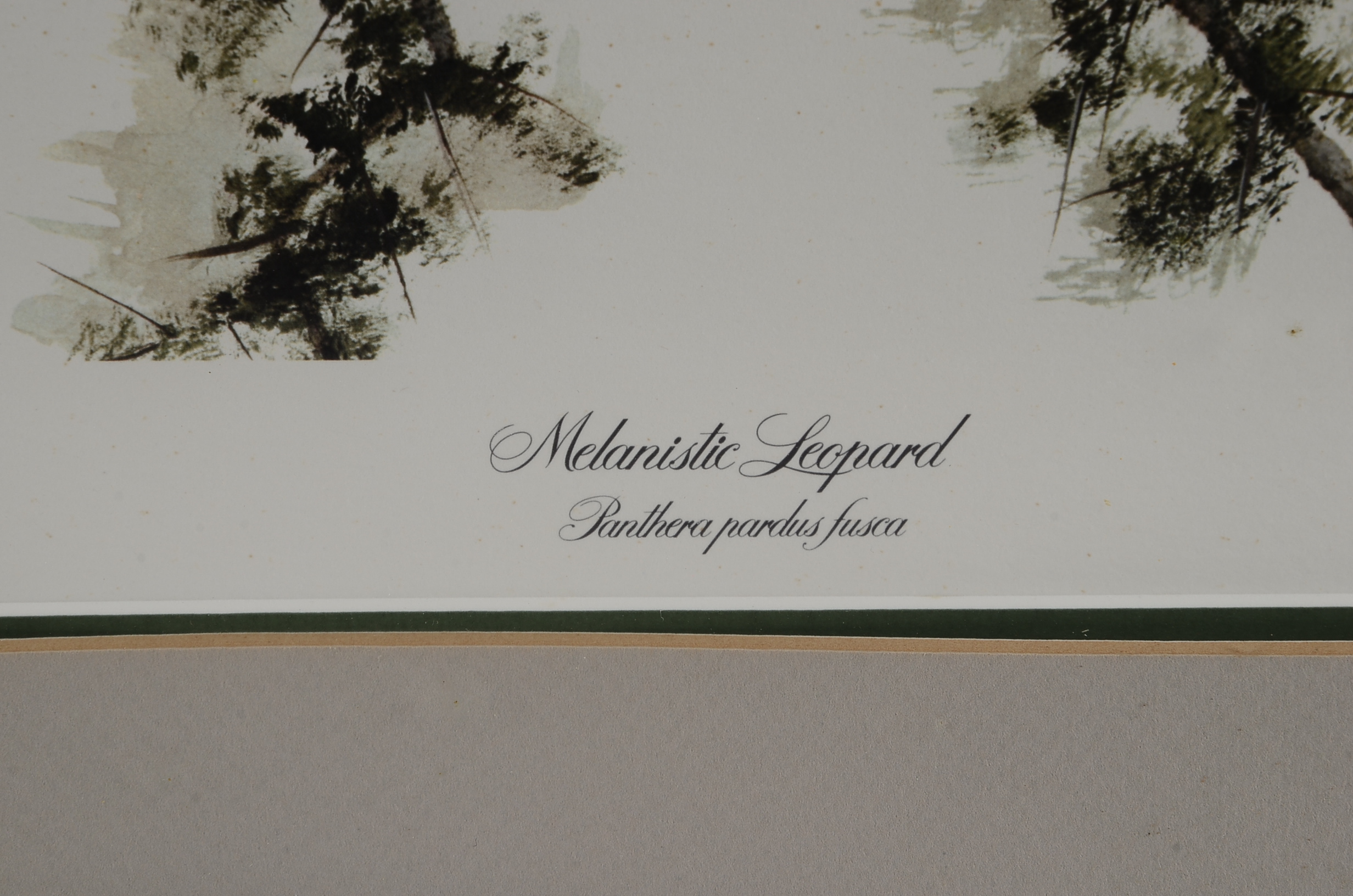 I.H. Farnsworth Signed Limited Edition Leopard Print