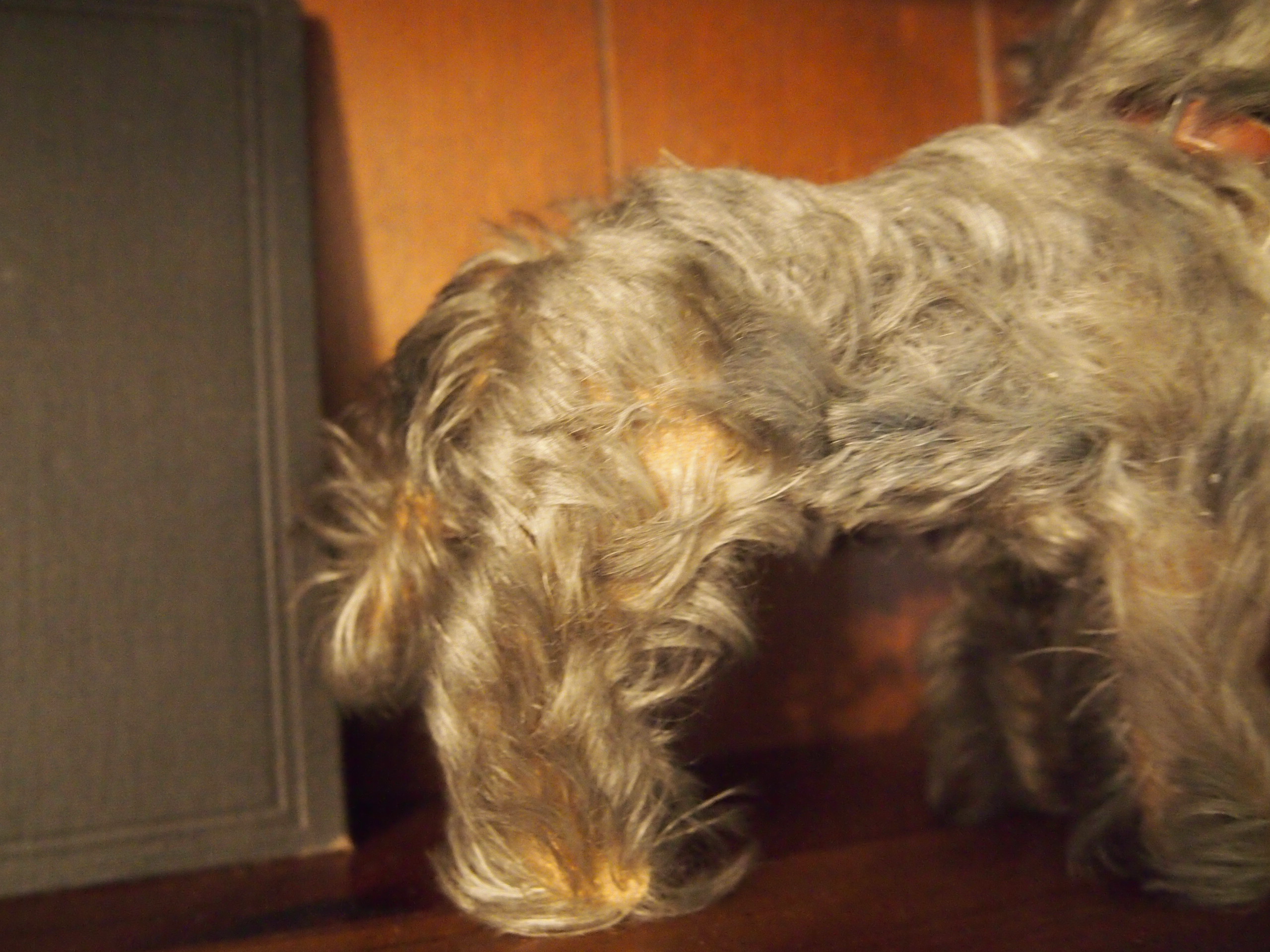 Vintage Toy Dog and Charlotte Vimont Arnold's "The Black & White Book"