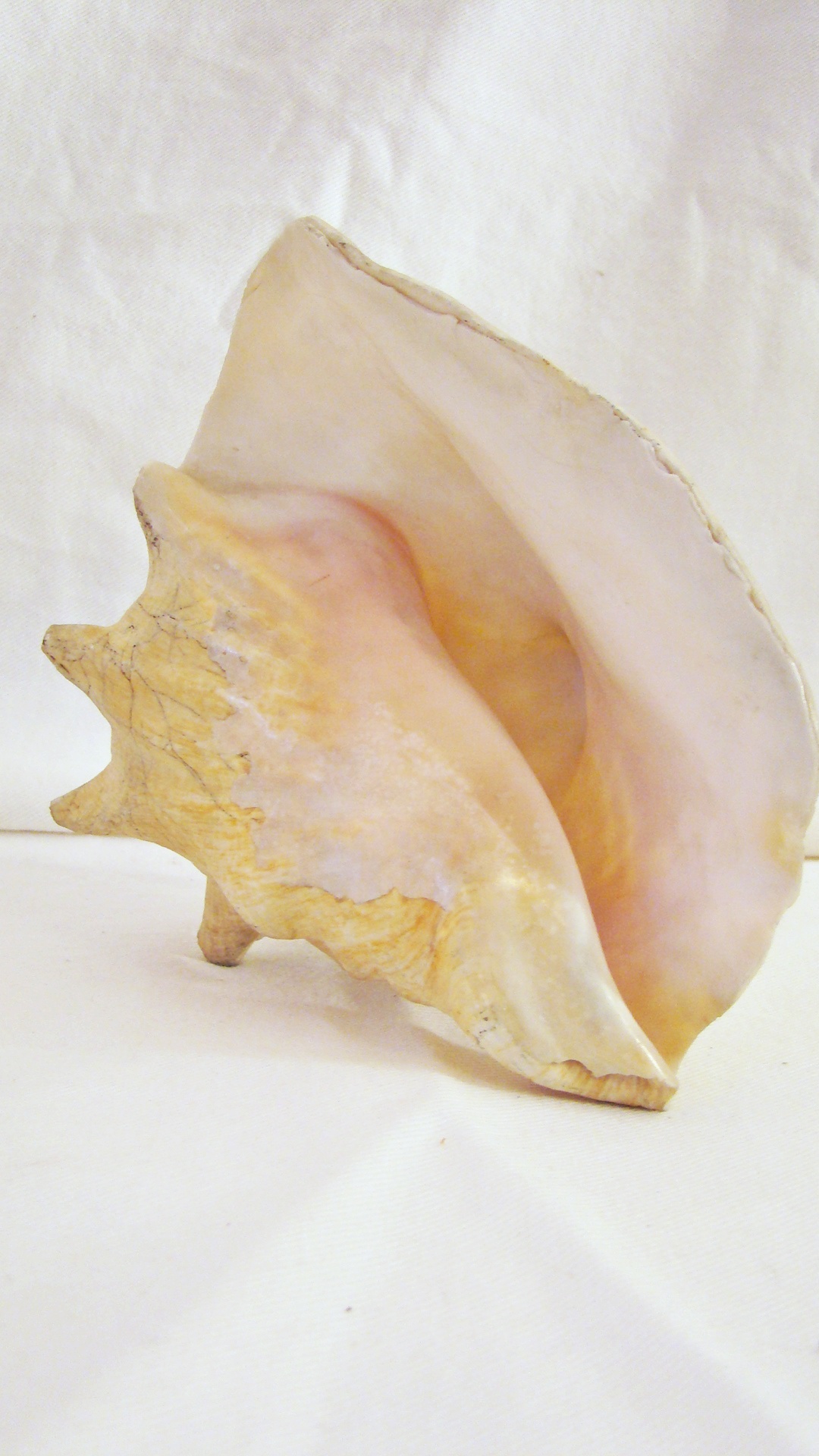 Nautical Jewelry and Shell Collection