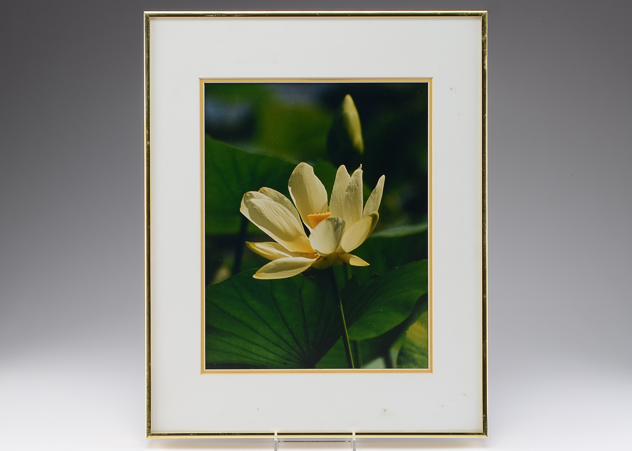Delores Kratz Framed Photograph of Yellow Water Lily 