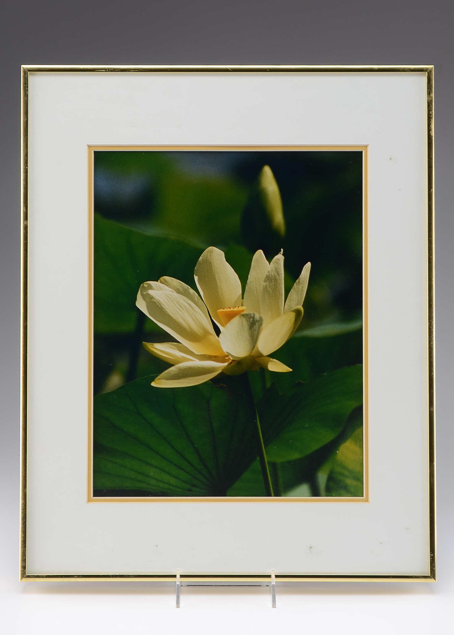 Delores Kratz Framed Photograph of Yellow Water Lily 